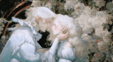 𝑺𝑬𝑪𝑹𝑬𝑻 𝑮𝑨𝑹𝑫𝑬𝑵 banner