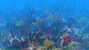 Opals Textures Banner