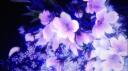 RedStar Woods ~  Banner