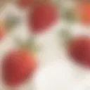 ౨ৎ /shamers . boost us ! banner