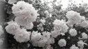female federation | girls only ˚ ୨୧ Discord server banner