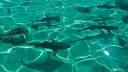 a shiver of sharks Discord server banner