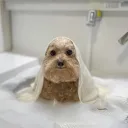 ୨˚̣̣̣୧ HALO ୨˚̣̣̣୧ Banner