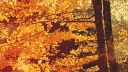 B4A banner