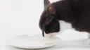 Milk Discord server banner