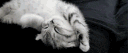 .˚ Insert title ݁here . server banner