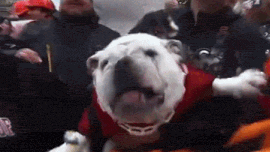 🏈 Hollywood Hills Discord server banner