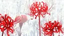 Peace Discord server banner
