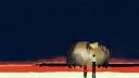 dih ah tee banner