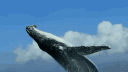 Bucks Aquarium | $100M Giveaway! banner