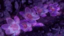 D❦hlia server banner