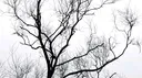 Dead Zone Discord server banner