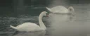 daunt Discord server banner