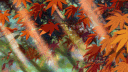 Limitless • Italia banner
