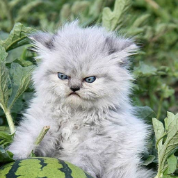 MΣMΣПŦθ MθΓI Discord server banner