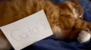 Gatos banner