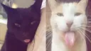 ᥴᥙ𝗍іᥱs Discord server banner
