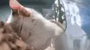 DeMiaowa (meow.camera) Discord server banner