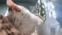 DeMiaowa (meow.camera) Banner
