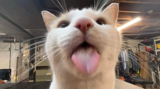 ♡Kitty Kingdom♡ Discord server banner