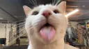 ♡Kitty Kingdom♡ Discord server banner