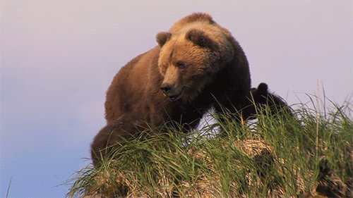 Honeycomb Hideout ๐ป Discord server banner