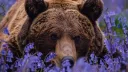 Honeycomb Hideout 🐻 Discord server banner