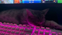Insomnia gamers Discord server banner