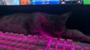 Insomnia gamers Discord server banner