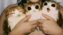 lesbian hangover Discord server banner
