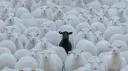 kader mahkumları 📿 banner