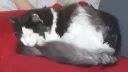 An Agomali Discord server banner