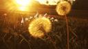 𓈒       ﹒ dαndelιon ౨ৎ Banner