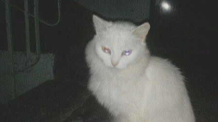 Meraki Discord server banner