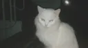Meraki Discord server banner