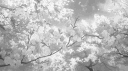 psychos banner