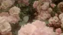 ⊹ ࣪ ˖ Violets ⊹ ࣪ ˖ Discord server banner