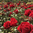 Apex Challenges banner