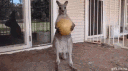 Wallaby Strike Force banner