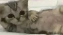 Katzencafé banner