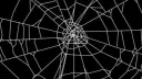 Spider's Web server banner