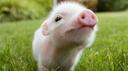 𝓗𝓸𝓱𝓵𝓪𝓷𝓭 Banner