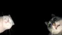 Ann and Gwyn’s bot server banner
