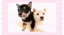 chiot médecine   ⸜(｡˃ ᵕ ˂ )⸝♡ banner