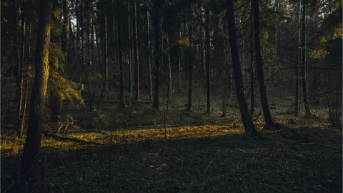 ᴜɴɪᴛʏ ┃ ᴄʟᴀɴ banner