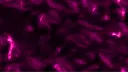 Wymiar 42 banner