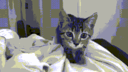 9lives server banner