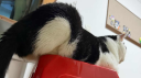 StreetCatWiki Discord server banner