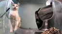 StreetCatWiki banner