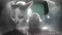 StreetCatWiki banner